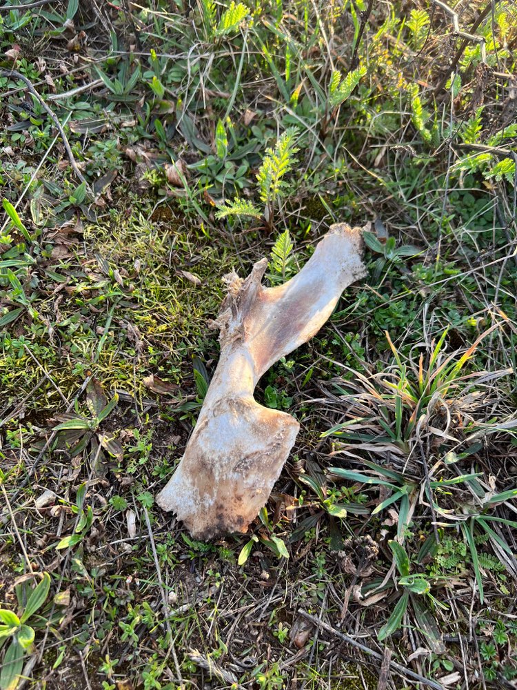 Giftköder-Womöglich Giftköder-Profilbild