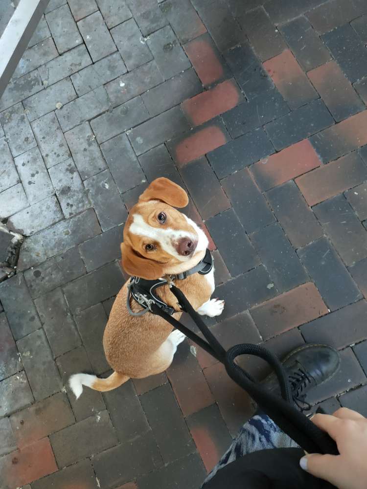 Hundetreffen-Gassirunde-Profilbild