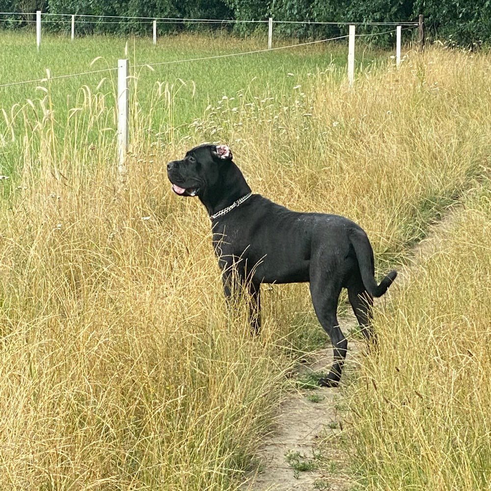 Hundetreffen-Suche Spielkameraden-Profilbild