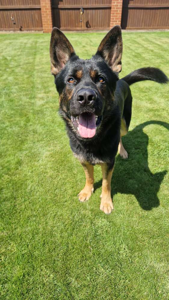 Hundetreffen-Andere Schäfis gesucht (Hündin)-Profilbild
