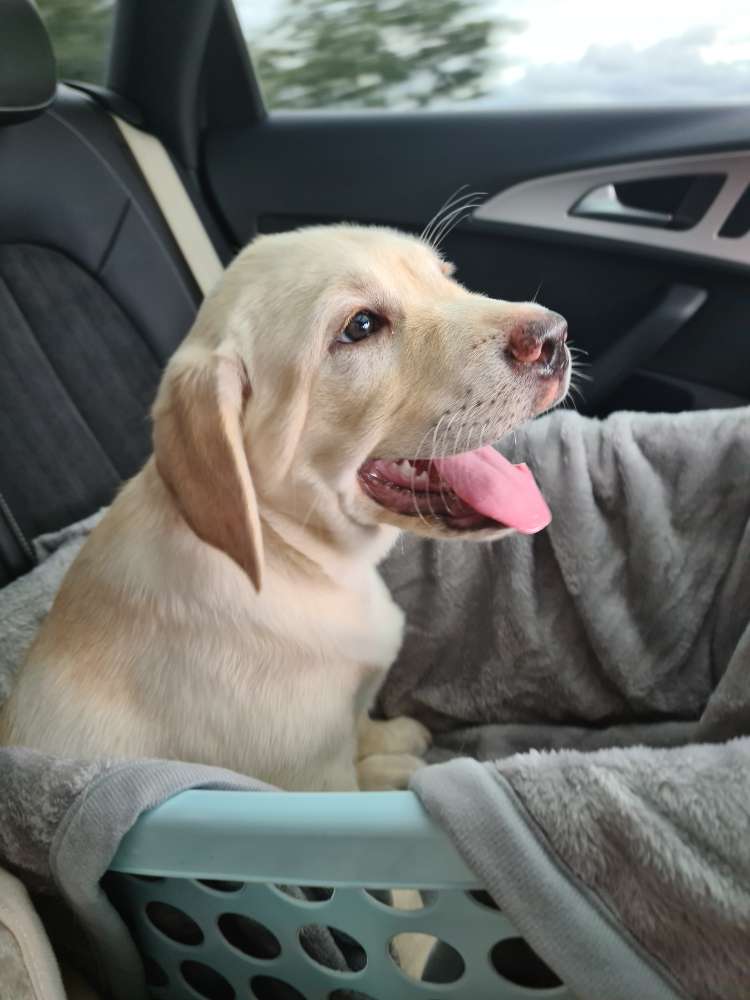 Hundetreffen-Welpentreffen-Profilbild