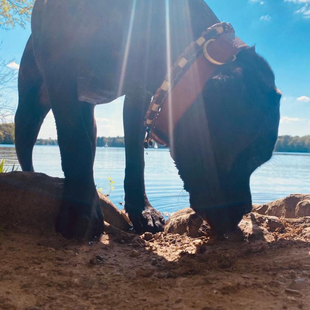 Hundetreffen-Hundetreffen-Profilbild