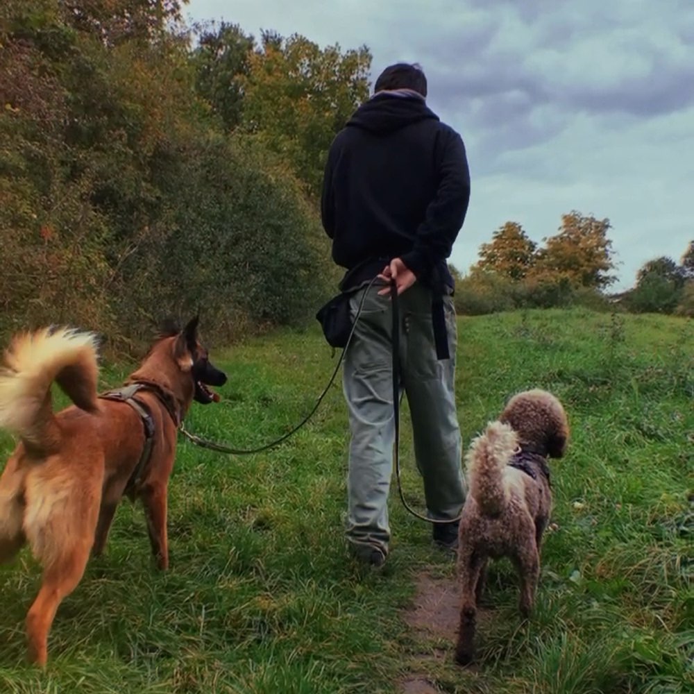 Hundetreffen-Gassiservice-Profilbild