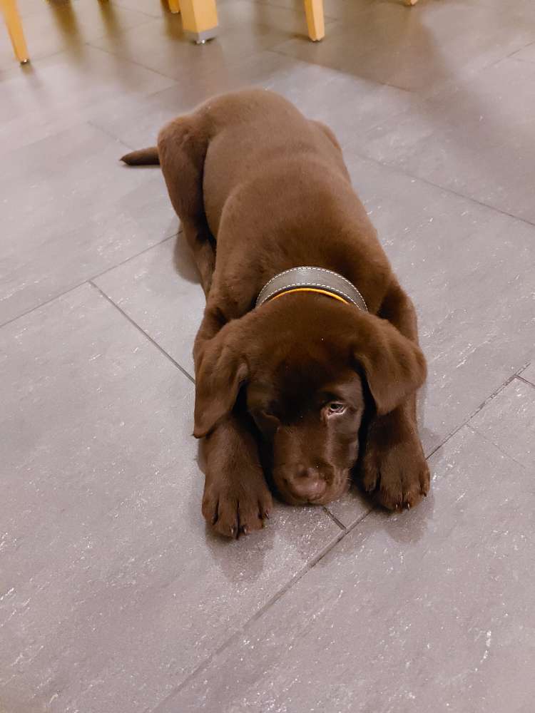 Hundetreffen-Welpentreffen / Spielemittag-Profilbild