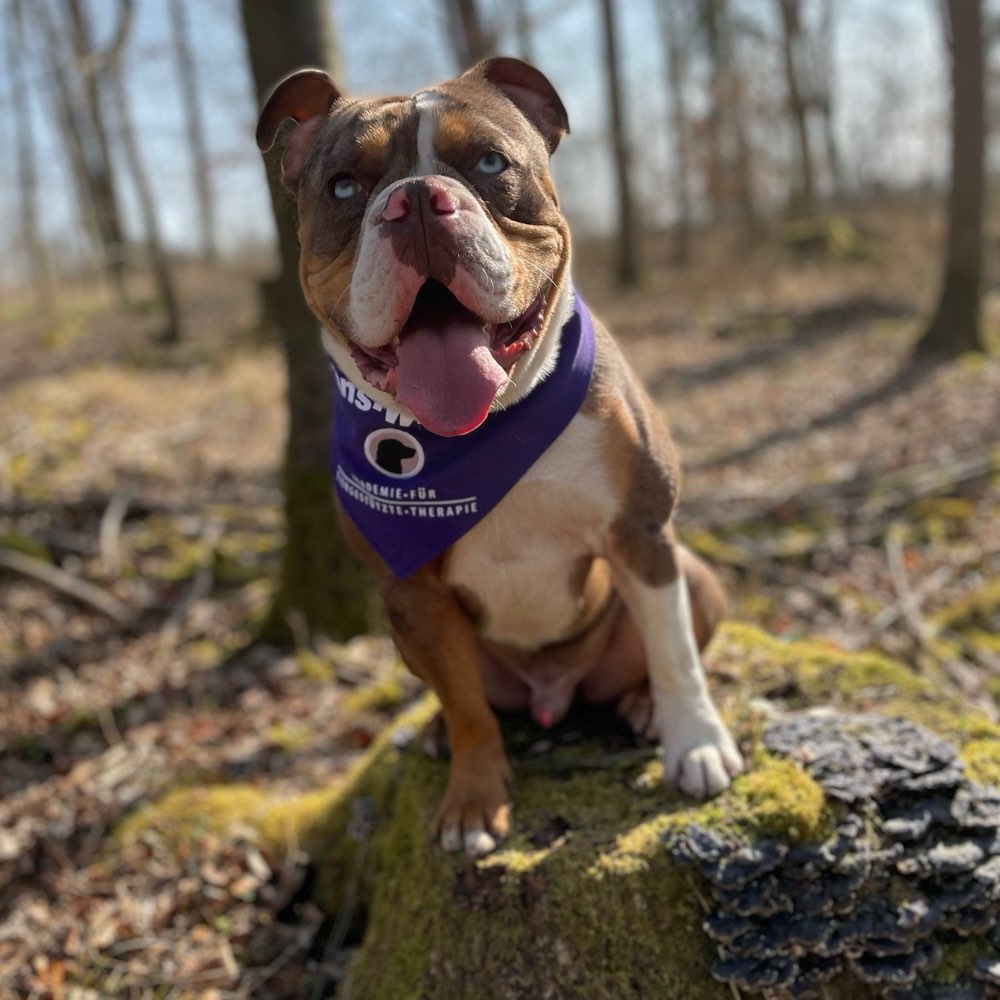 Hundetreffen-Bock auf spielen?-Profilbild