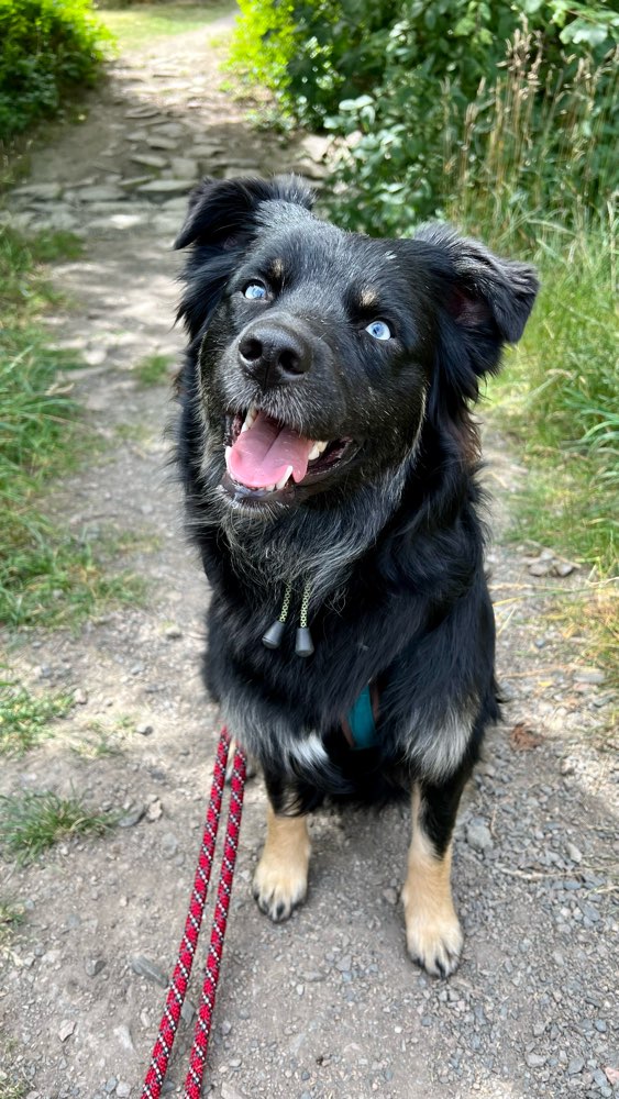 Hundetreffen-Training Hundebegegnungen & Socialwalk-Profilbild