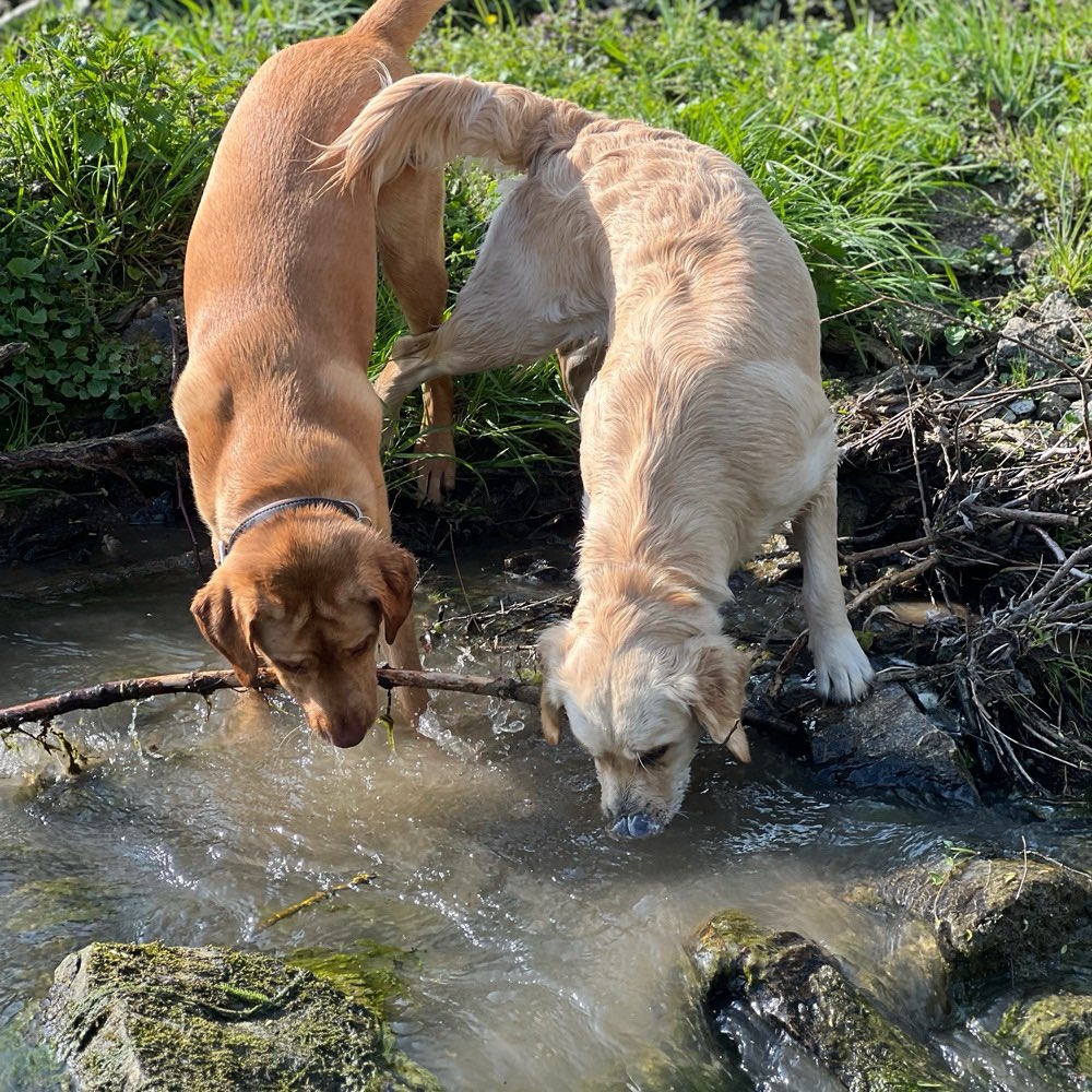 Hundetreffen-Retriever im Hochtaunuskreis-Profilbild