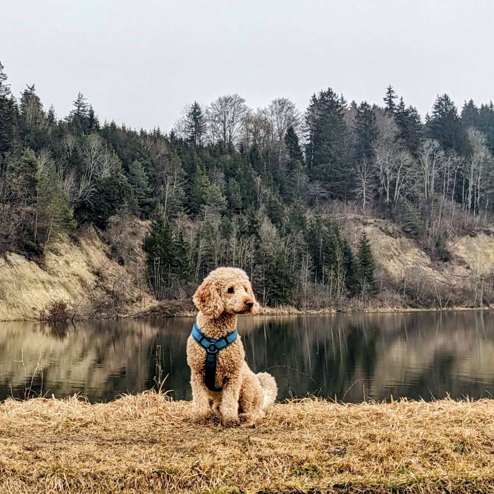 Hundetreffen-Spieltreffen-Profilbild