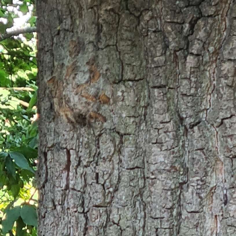 Giftköder-Eichenprozessionsspinner am Teltow Kanal-Profilbild