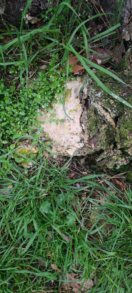 Giftköder-Weißliche Paste, in der Baumallee-Profilbild