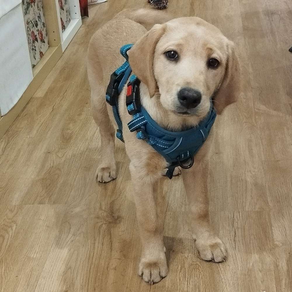 Hundetreffen-Ich suche Menschen und Ihre Hunde, die mit uns regelmäßig eine Runde spazieren gehen würden. 😊👋-Profilbild