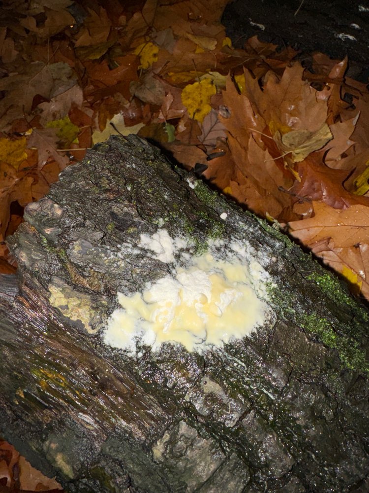 Giftköder-Rattengift-Profilbild