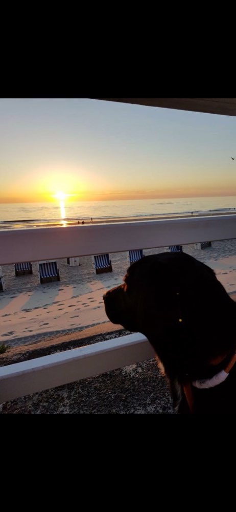 Hundetreffen-Gassirunde am Strand-Profilbild