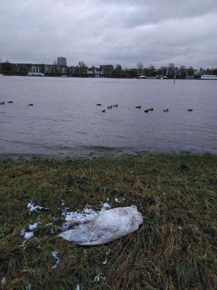 Giftköder-Toter Schwan-Profilbild