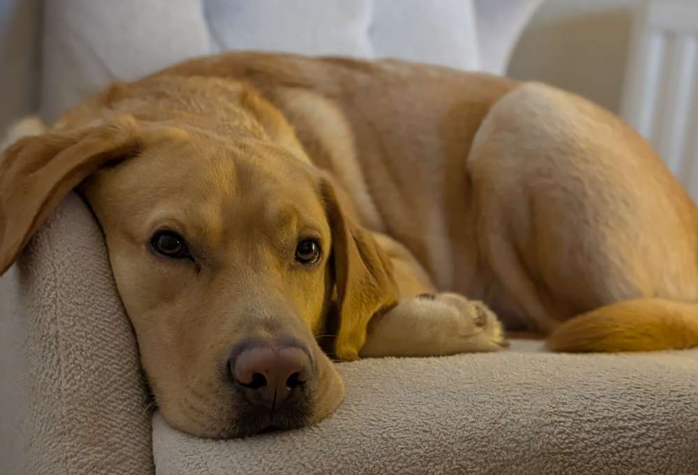 Hundetreffen-Hundebetreuung gesucht-Profilbild