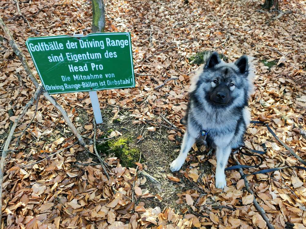 Hundetreffen-Spielen und toben-Profilbild