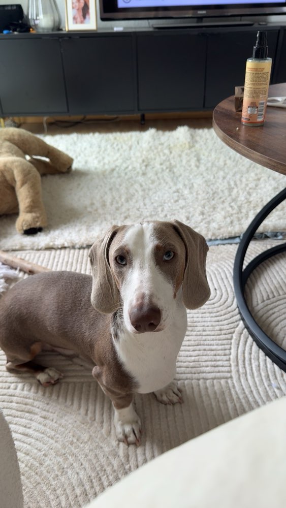 Hundetreffen-Suchen Gassi- & Spielfreunde🐾-Profilbild