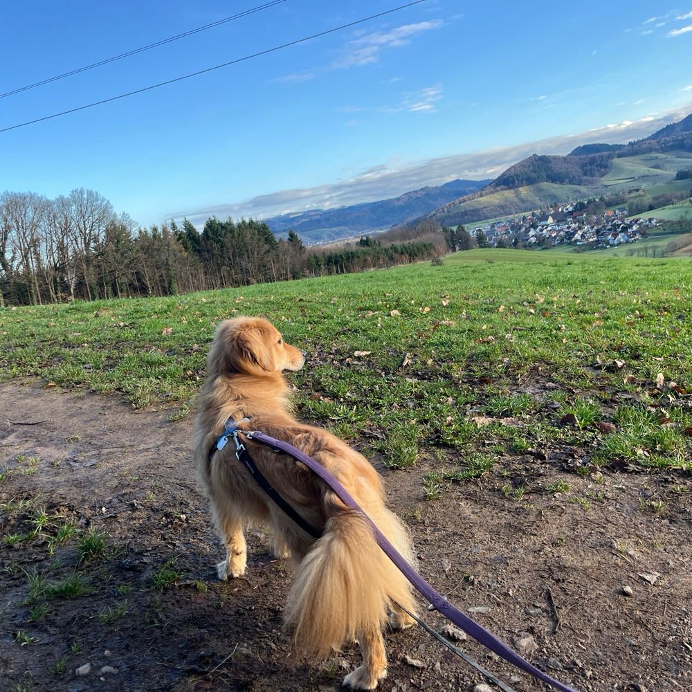 Hundetreffen-Gemeinsames Schnüffeln in Gundelfingen-Profilbild
