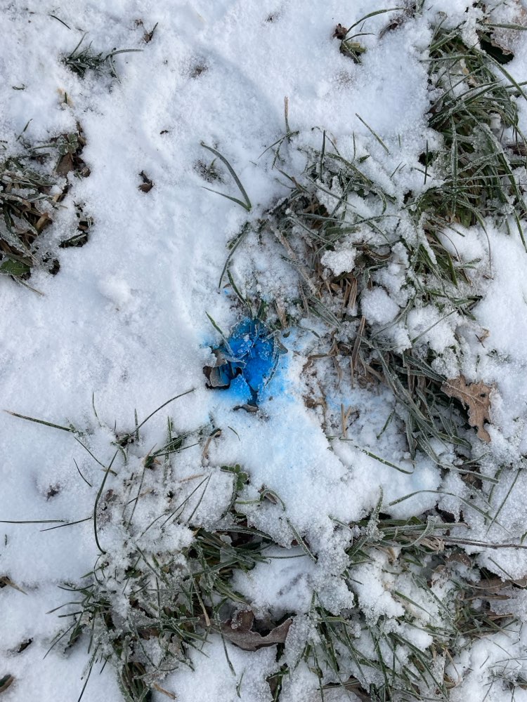 Giftköder-Blaue Farbe (?)-Profilbild