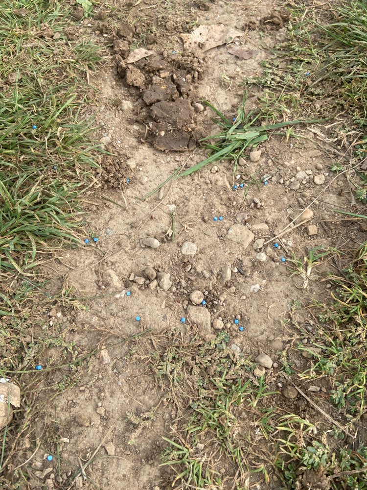 Giftköder-Schneckenkorn-Profilbild