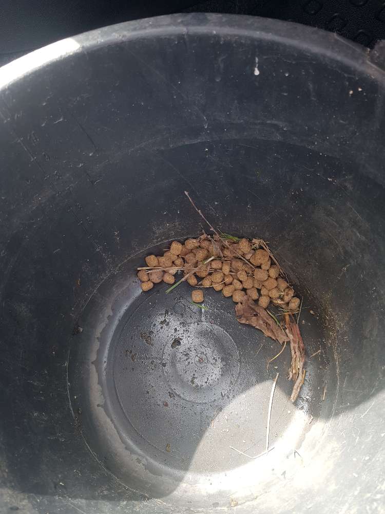 Giftköder-Möglicher Giftköder-Profilbild