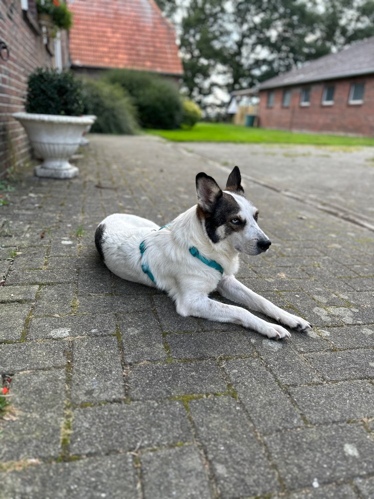 Hundetreffen-Aro sucht neue Freunde zum spielen-Profilbild