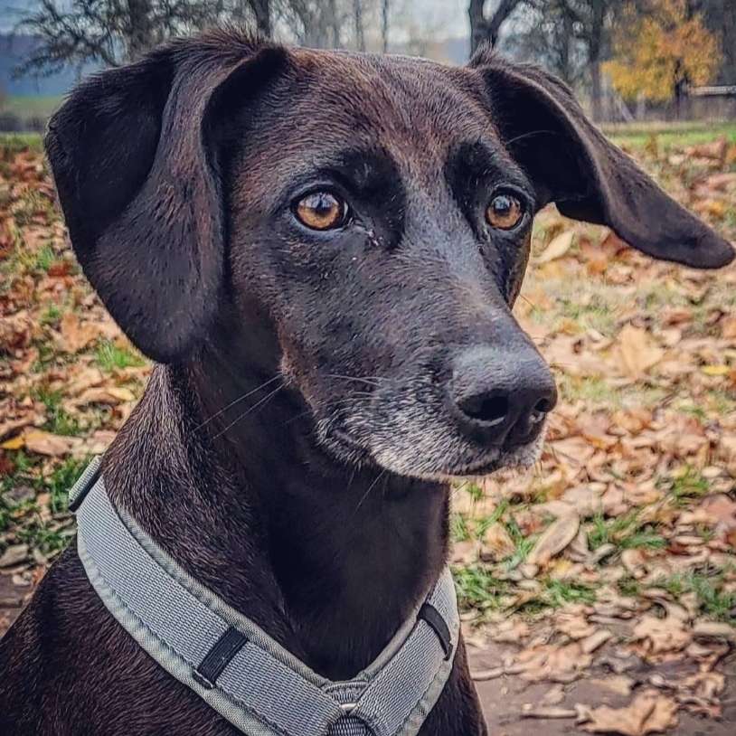 Hundetreffen-Gassirunde-Profilbild