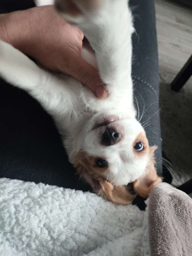 Hundetreffen-Ich suche Sozialkontakte für mein Baby 🐶-Profilbild