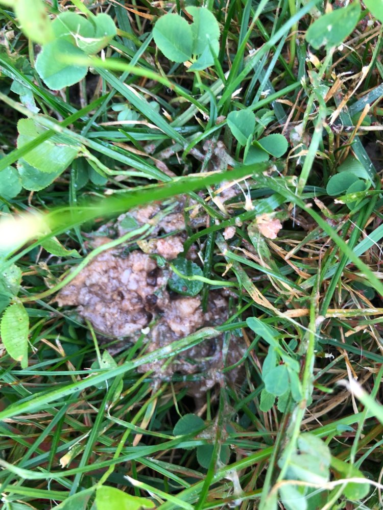 Giftköder-Vermutlich Giftköder!-Profilbild