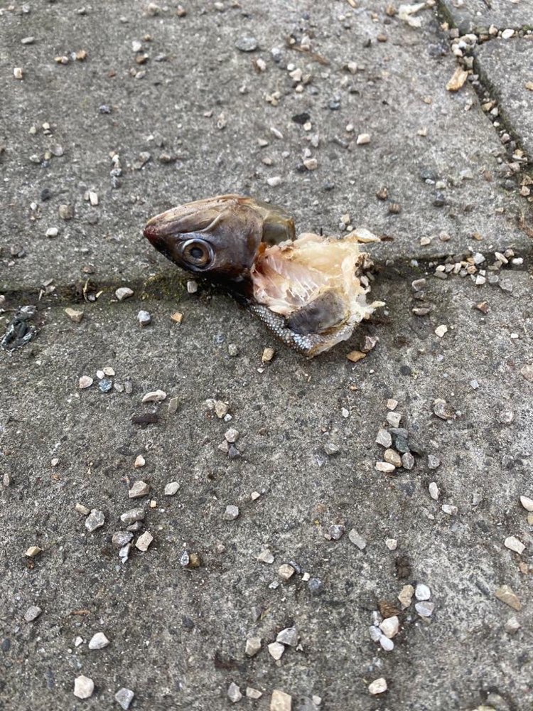 Giftköder-Möglicher Giftköder im Fischkopf-Profilbild