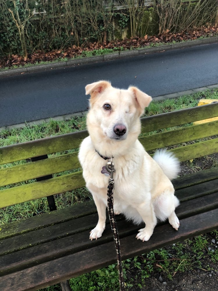 Hundetreffen-Gassifreunde gesucht :)-Profilbild