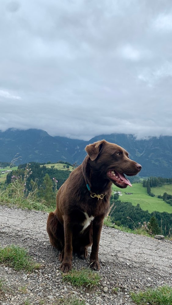 Hundetreffen-Gemeinsam Gassigehen-Profilbild