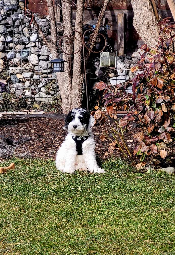 Hundetreffen-Welpenspaziergang-Profilbild