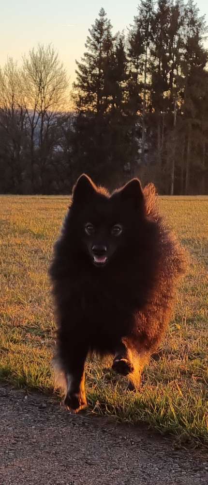 Hundetreffen-Gemeinsames Gassi-Profilbild