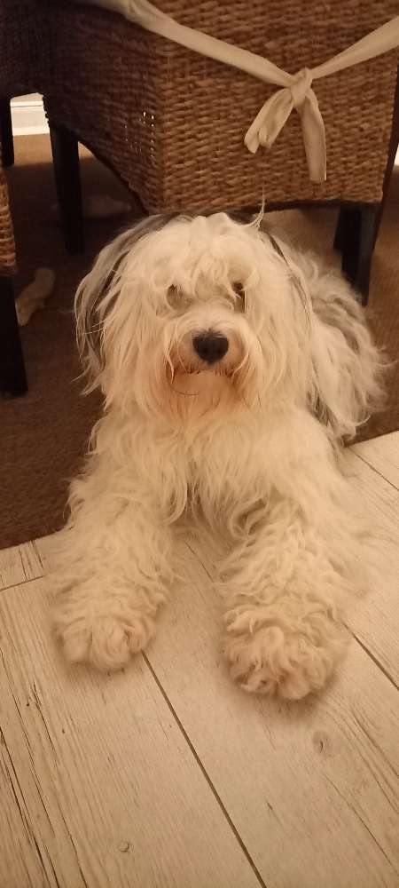 Hundetreffen-Tibet Terrier Treffen-Profilbild