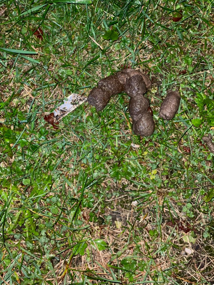 Giftköder-Rasierklinge-Profilbild