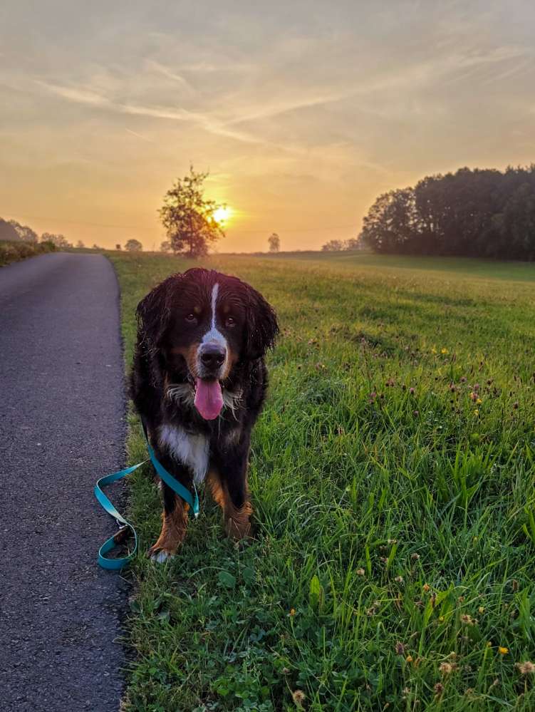 Hundetreffen-Gemeinsame Spaziergänge, Hundefreunde-Profilbild