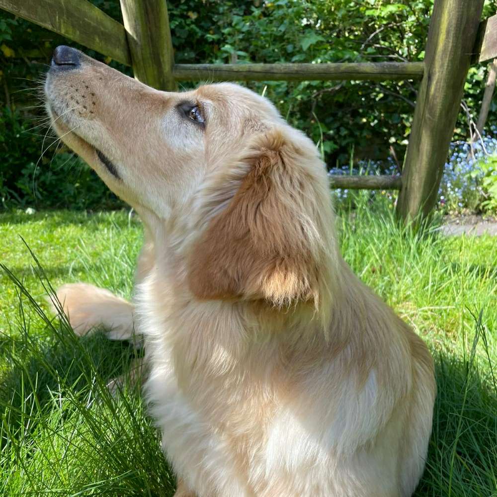 Hundetreffen-Toben mit jungen Hunden-Profilbild