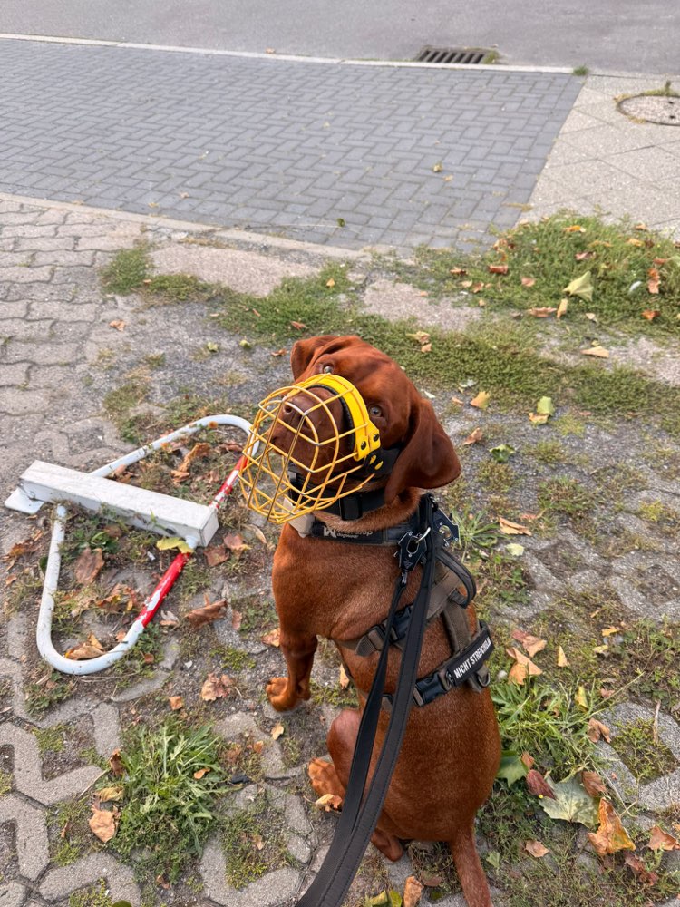 Hundetreffen-Social Walk-Profilbild