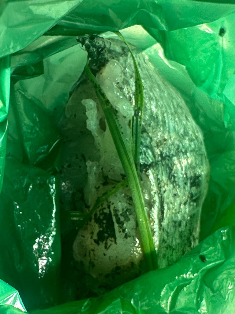 Giftköder-Große Stücke roher Fisch im hohen Gras-Profilbild