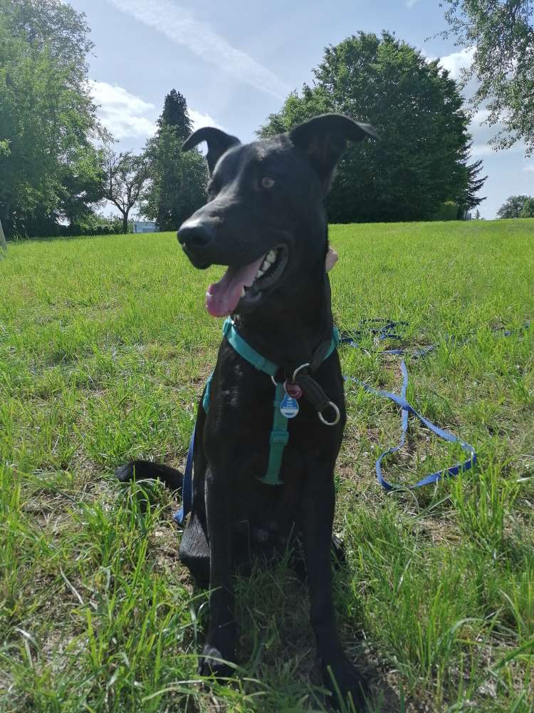 Hundetreffen-Gassi-Runden / Sozialisierung-Profilbild