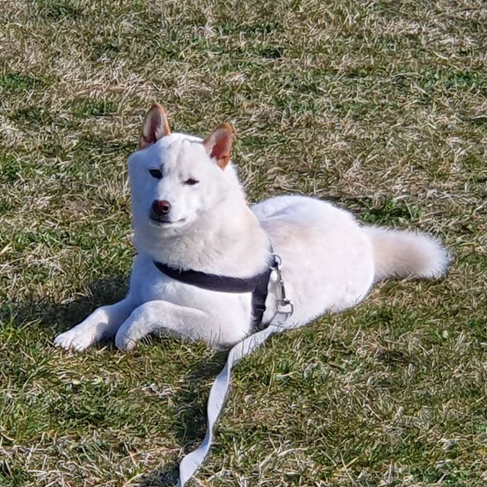 Hundetreffen-Spielen und Toben-Profilbild