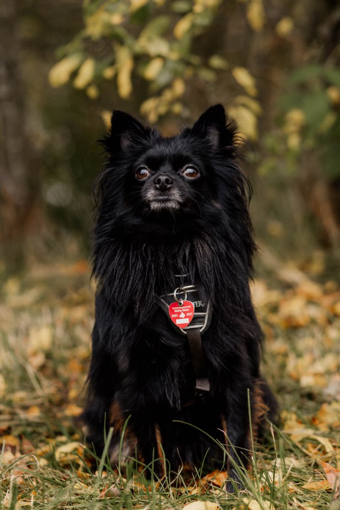 Hundetreffen-Hundekontakte für Gassirunde gesucht-Profilbild