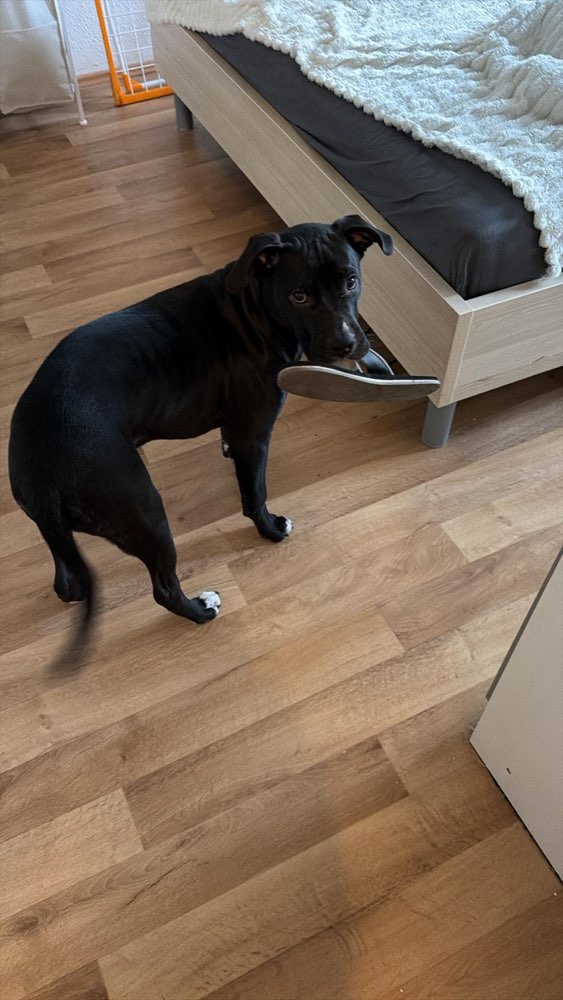 Hundetreffen-6 Monate alter Kleiner Bulldozer 😂-Profilbild