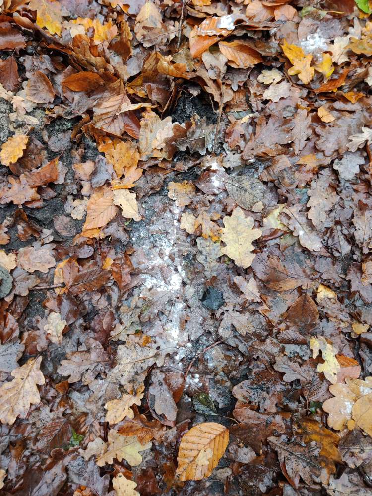 Giftköder-Weißes Pulver-Profilbild