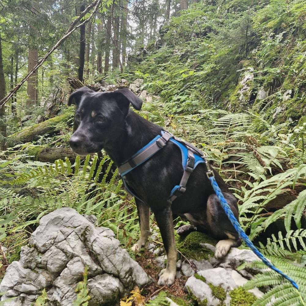 Hundetreffen-Gemeinsames Gassi gehen-Profilbild