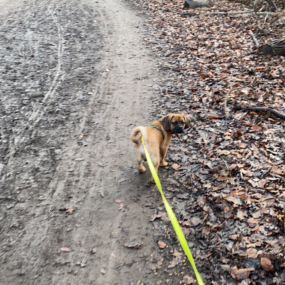 Hundetreffen-Gassi- oder Spielrunden mit Cooper-Profilbild