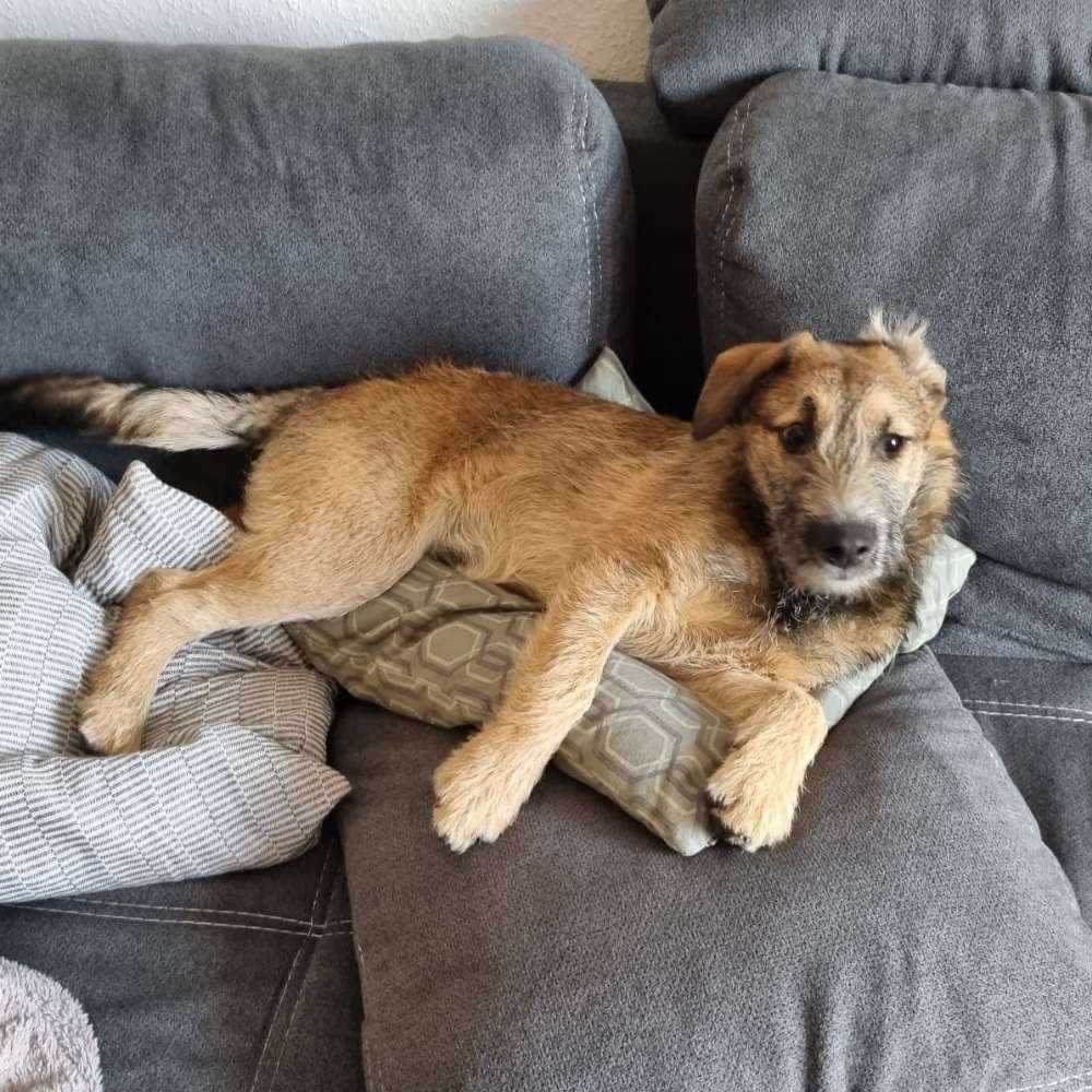 Hundetreffen-Kumpel/ine zum Spielen gesucht 🐕-Profilbild