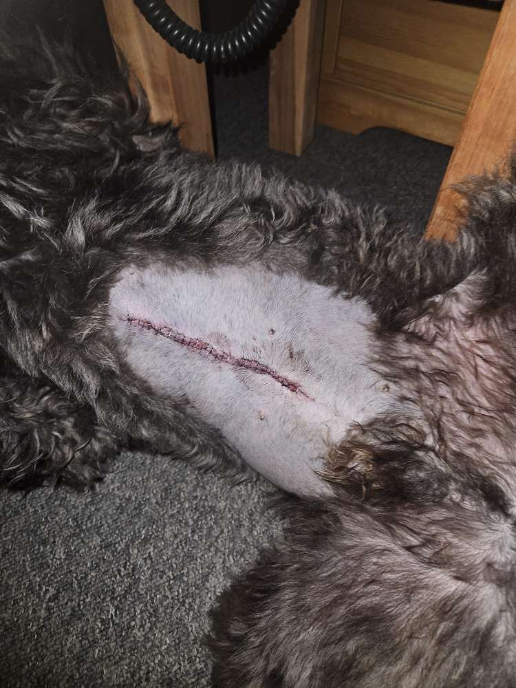 Giftköder-⚠️Achtung ⚠️ Futterköder mit Nägeln ⚠️-Profilbild