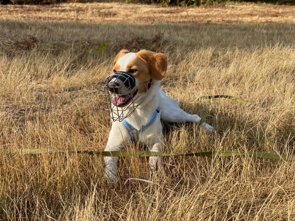 Hundetreffen-social walks ohne Kontakt-Profilbild